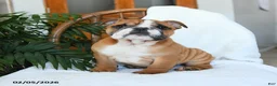 English Bulldog dogs for sale: Mayhem - Ad 2