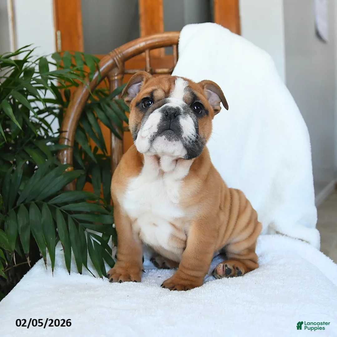 English Bulldog dogs for sale: Mayhem - Ad 2