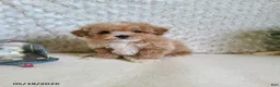 Bichpoo dogs for sale: Pluto - Ad 1