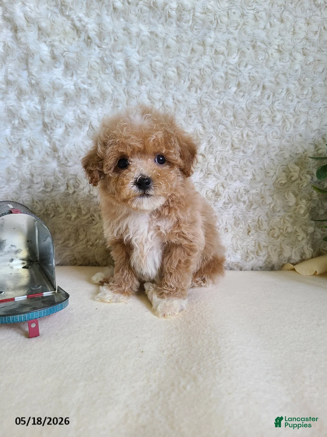 Bichpoo dogs for sale: Pluto - Ad 1
