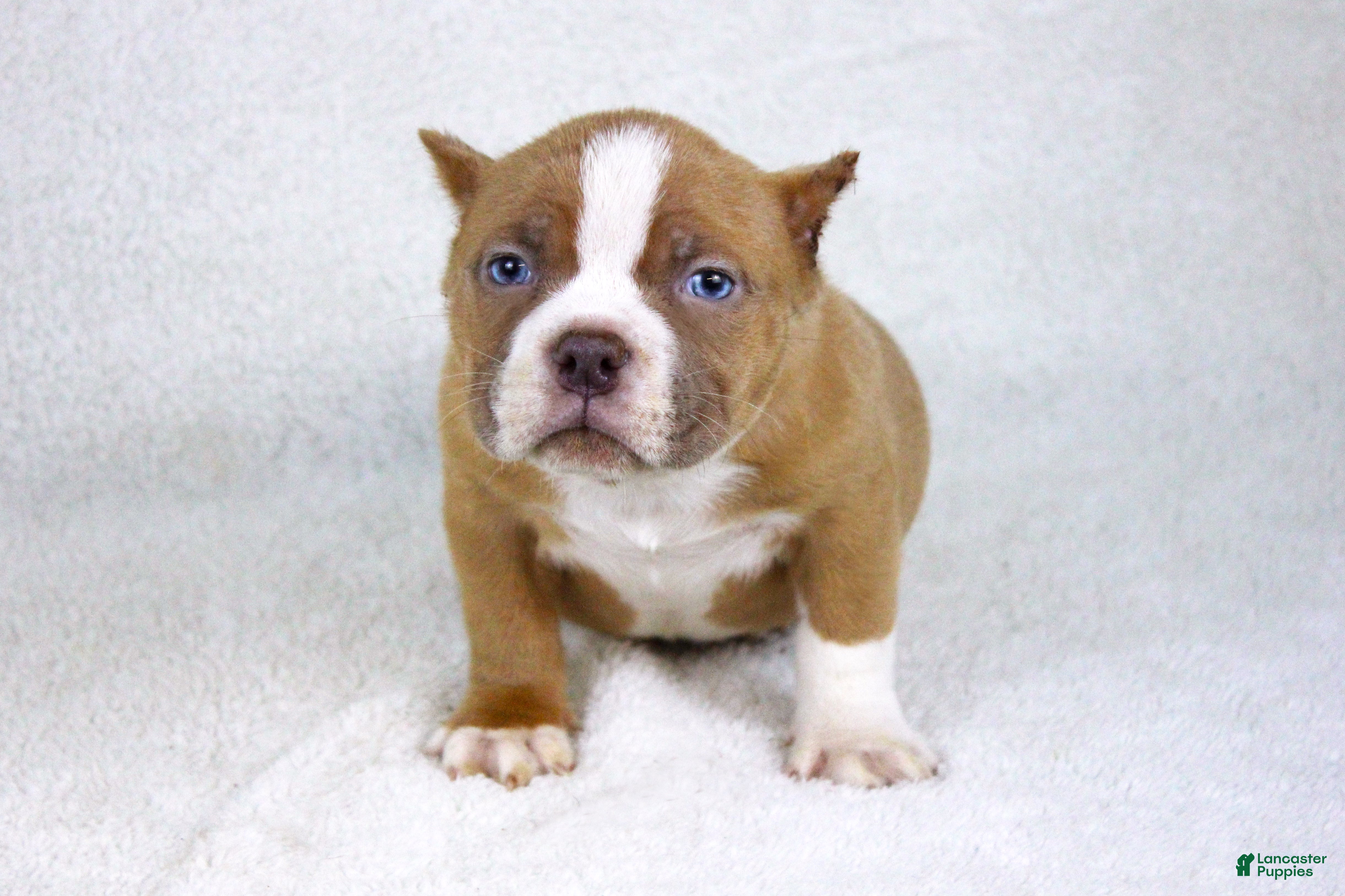American Bully dogs Lilac/White Male - Ad 42