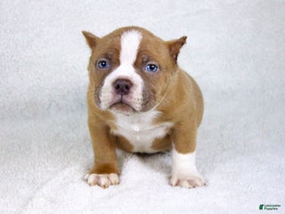 American Bully dogs Lilac/White Male - Ad 42