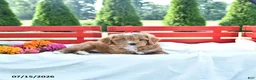 Cavapoo dogs for sale: Libby - Ad 3
