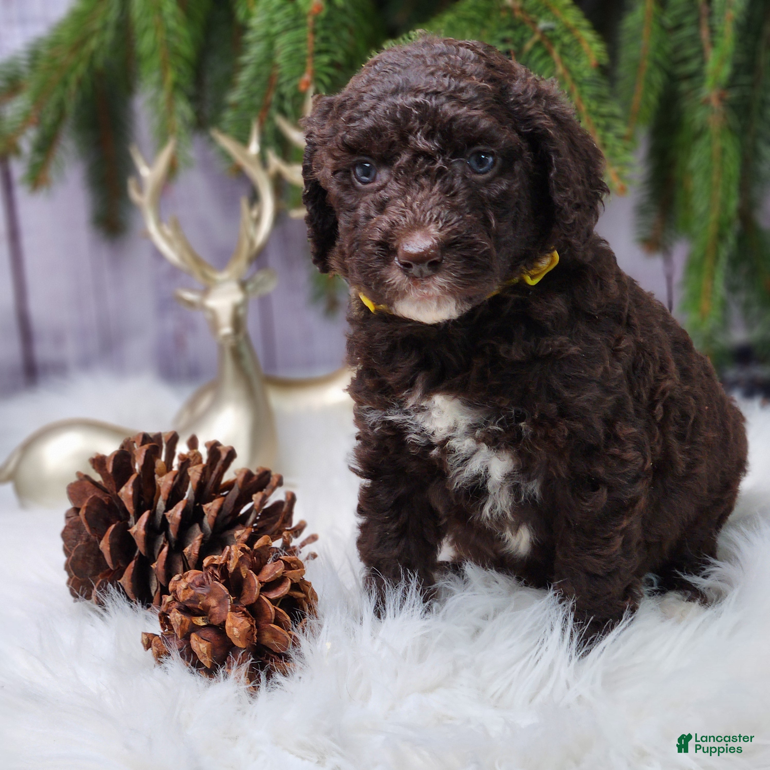 Labradoodle dogs Victoria - F1B - Ad 8