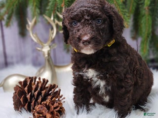 Labradoodle dogs Victoria - F1B - Ad 6