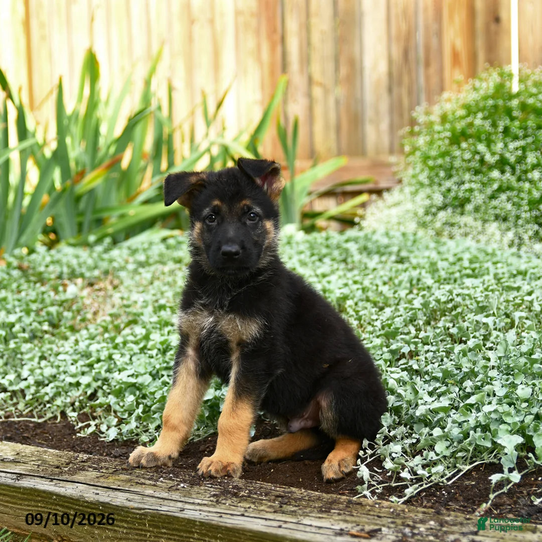 German Shepherd dogs for sale: Victor - Ad 1