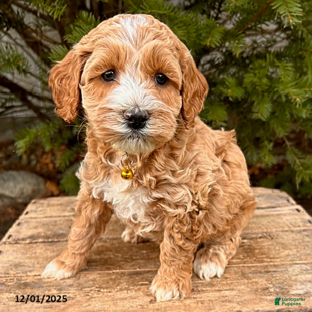 Cockapoo dogs for sale: Luke - Ad 3