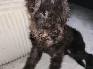 Mixed Breed dogs Mixed Breed Puppy 3 - Ad 20