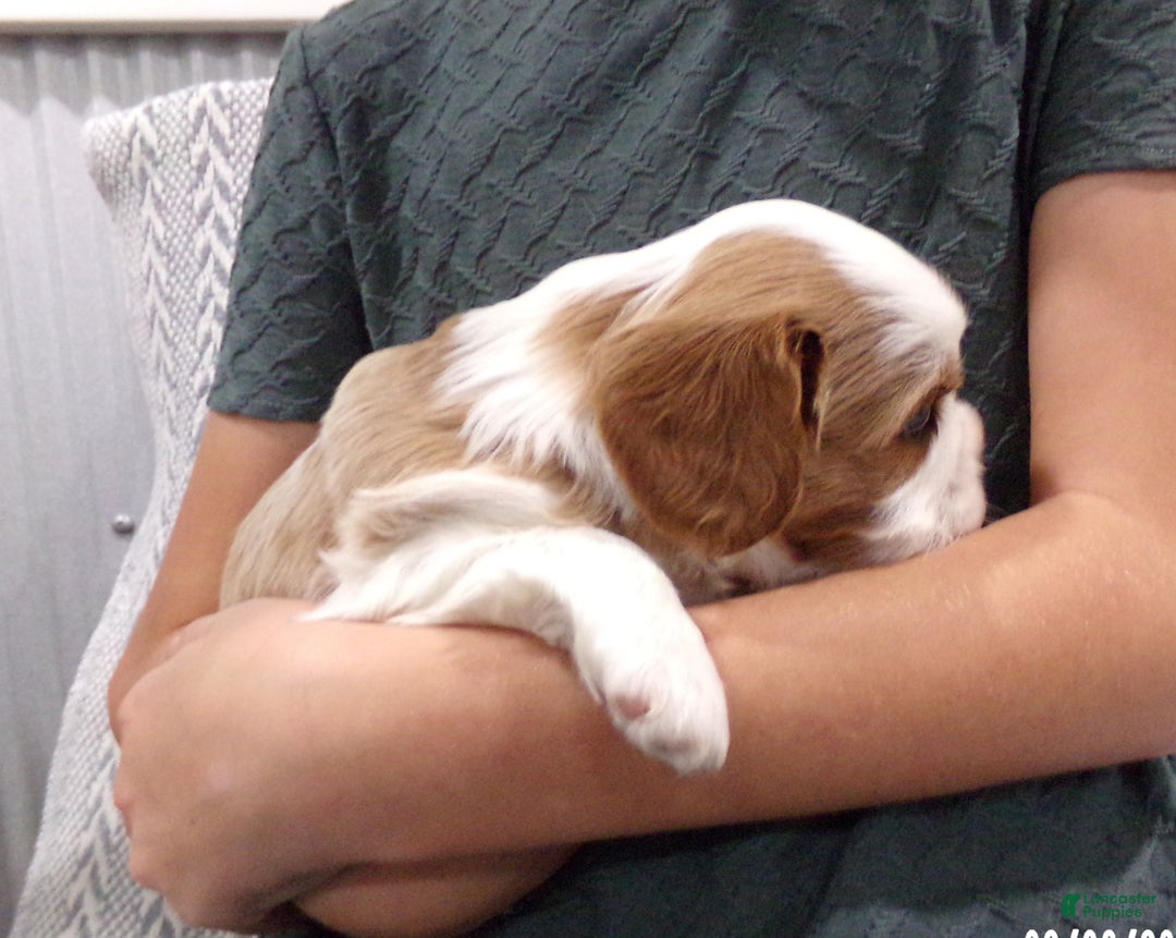 Cavalier King Charles Spaniel dogs for sale: Cavalier King Charles Spaniel Puppy 2 - Ad 17