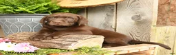 Labrador Retriever dogs for sale: Cooper - Ad 5