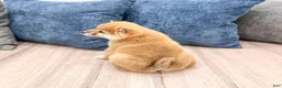 Shiba Inu dogs for sale: Logan - Ad 5