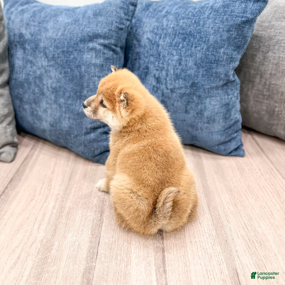 Shiba Inu dogs for sale: Logan - Ad 5