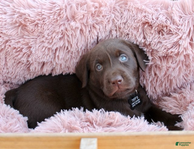 Labrador Retriever dogs Black Collar - Ad 2