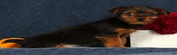 Yorkshire Terrier dogs for sale: Quinn - Ad 3