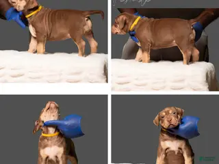 American Bully dogs American Bully Puppy 5 - Ad 17