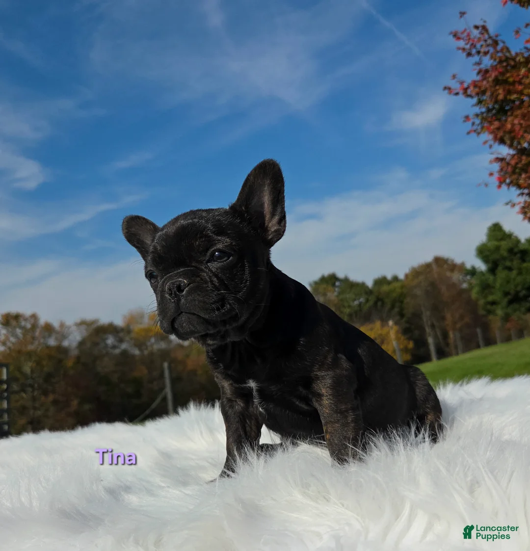 Mixed Breed dogs for sale: Tina - Ad 7