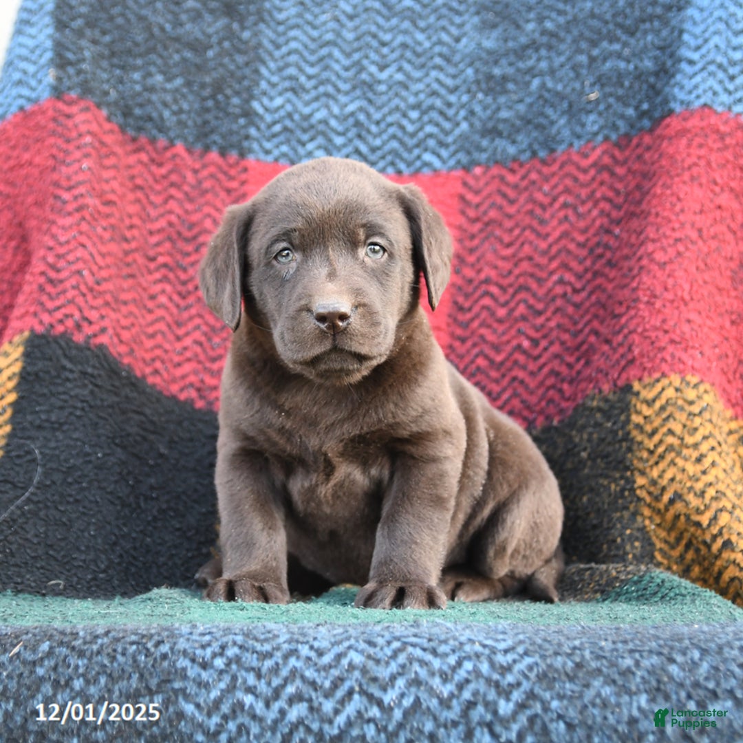 Labrador Retriever dogs for sale: Dakota - Ad 2