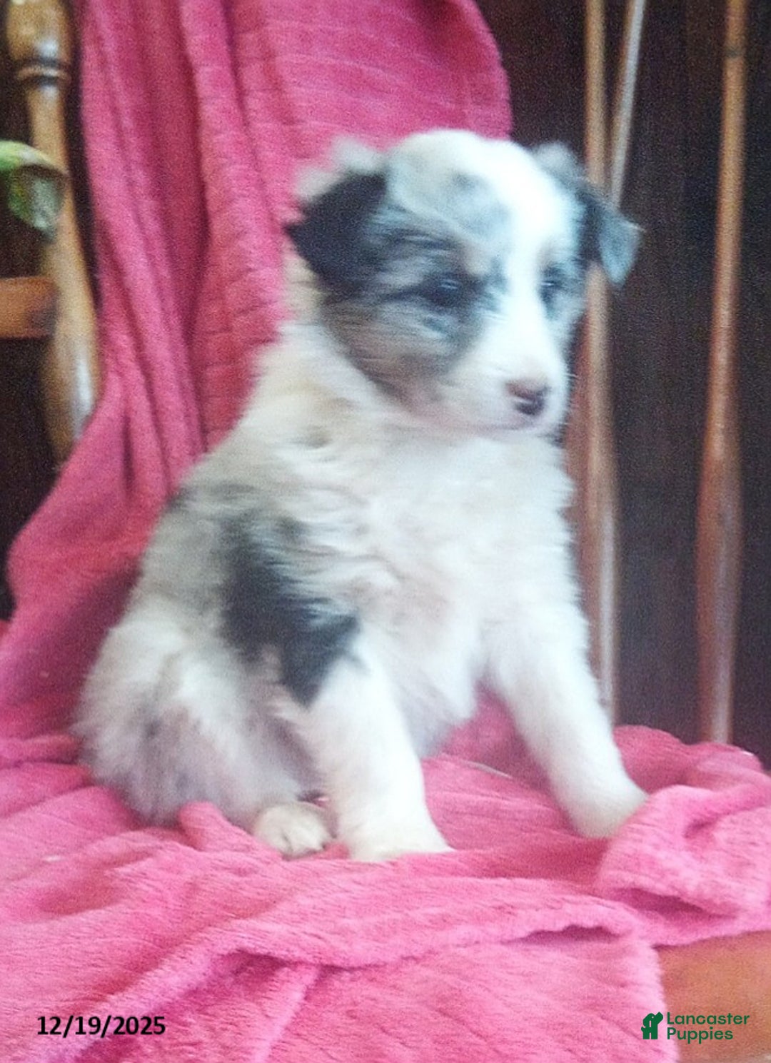 Miniature Australian Shepherd dogs for sale: Nova - Ad 1