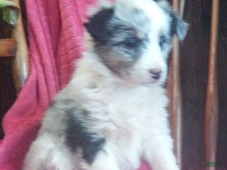 Miniature Australian Shepherd dogs Nova - Ad 9