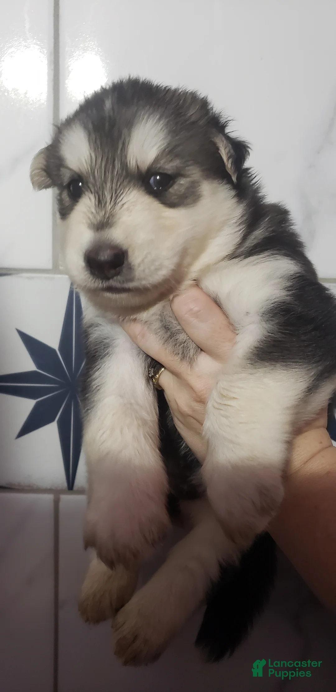 Siberian Husky dogs for sale: Siberian Husky 2 - Ad 2