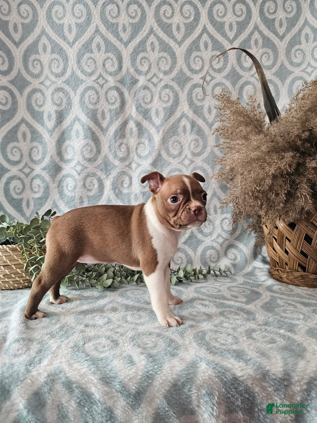 Boston Terrier dogs for sale: Roxy - Ad 4