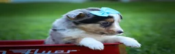 Mixed Breed dogs for sale: Graham🐶 - Ad 15