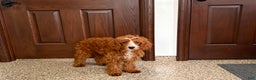 Cavapoo dogs for sale: Davey F1 - Ad 6