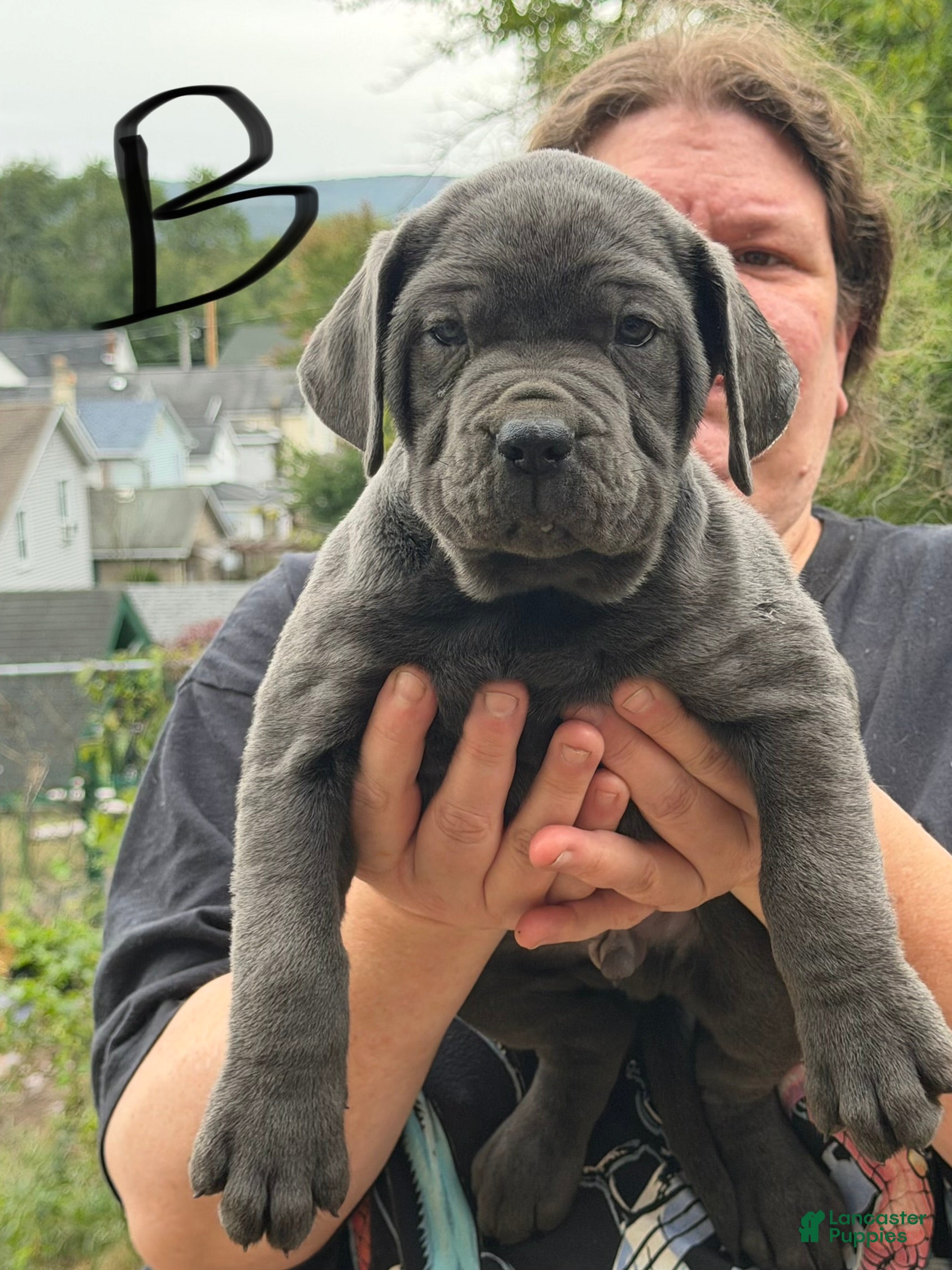 Cane Corso dogs Boy 4 - Ad 2