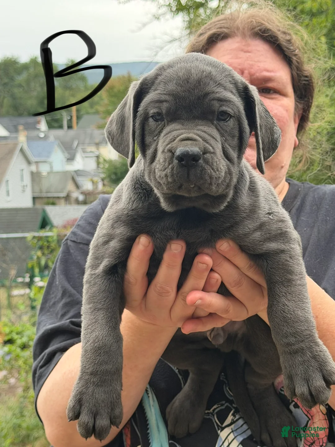 Cane Corso dogs for sale: Boy 4 - Ad 2