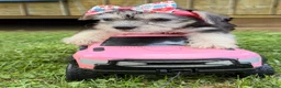 Yorkshire Terrier dogs for sale: Daisy  - Ad 3