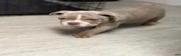 English Bulldog dogs for sale: English Bulldog 2 - Ad 7