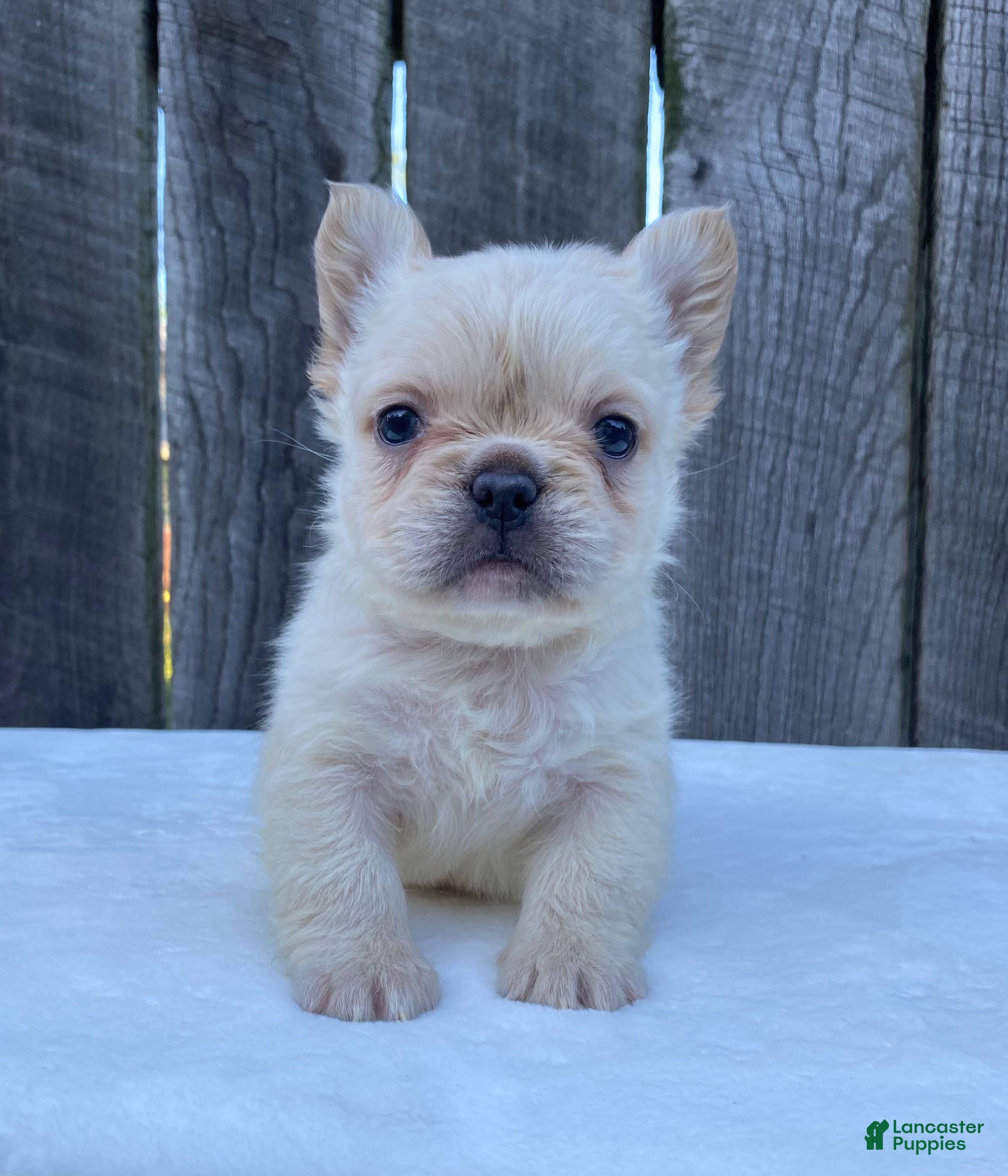 French Bulldog dogs Phoebe  - Ad 2