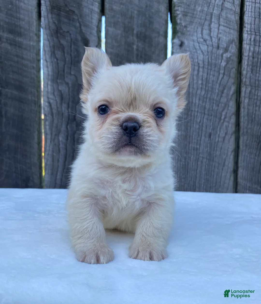 French Bulldog dogs for sale: Phoebe  - Ad 2