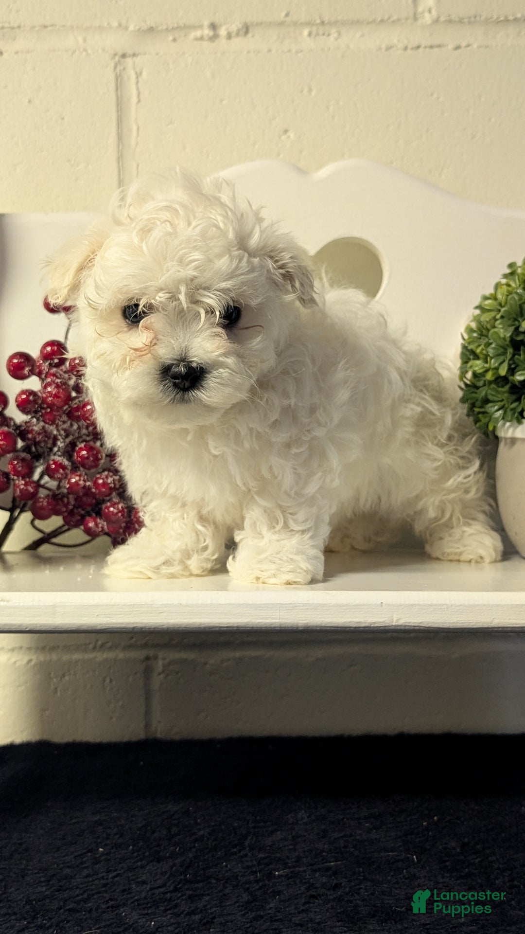 Maltese dogs for sale: Bella - Ad 5