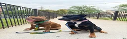 Mixed Breed dogs for sale: Blu - Ad 9
