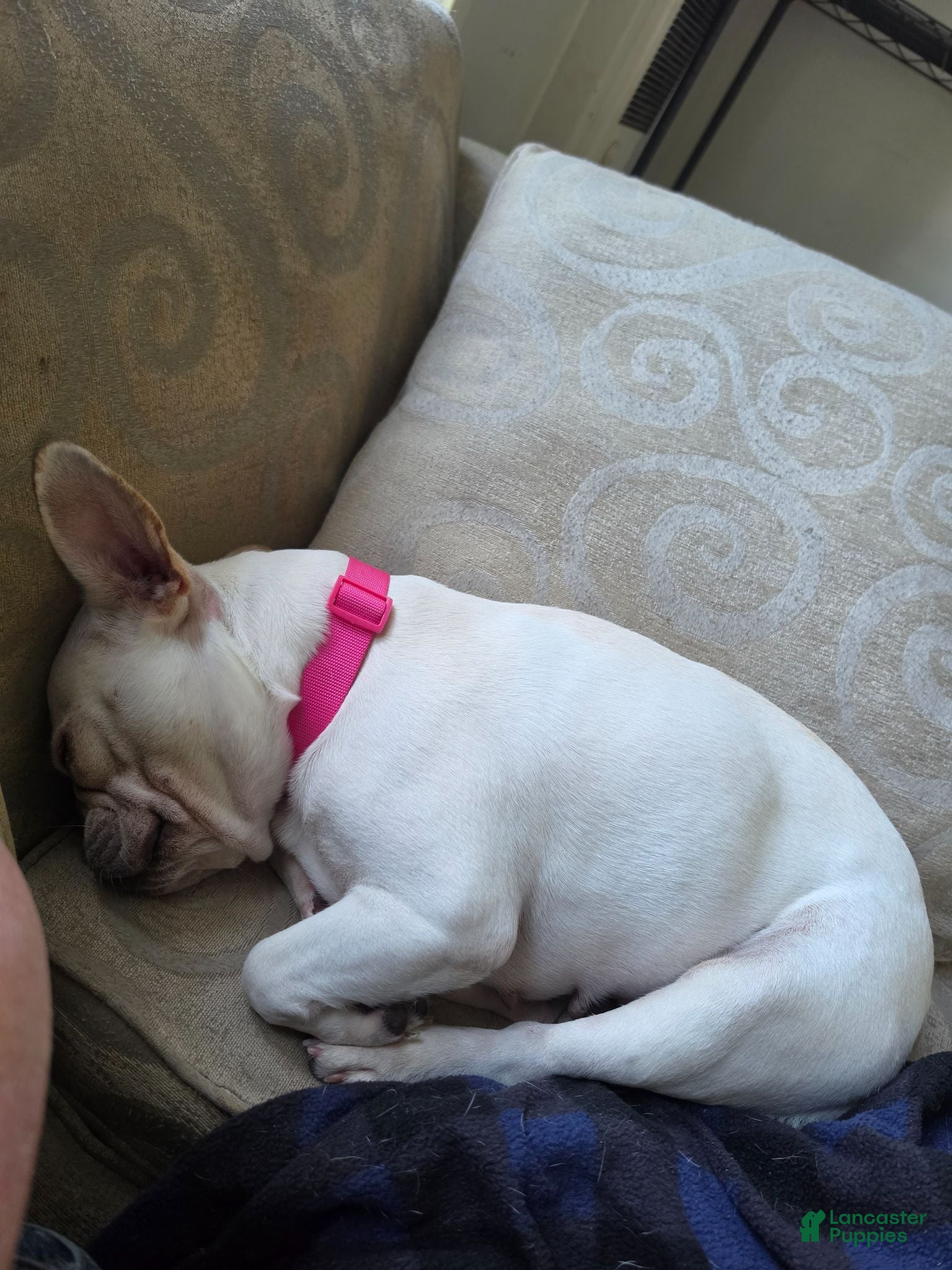 French Bulldog dogs French Bulldog 1 - Ad 2