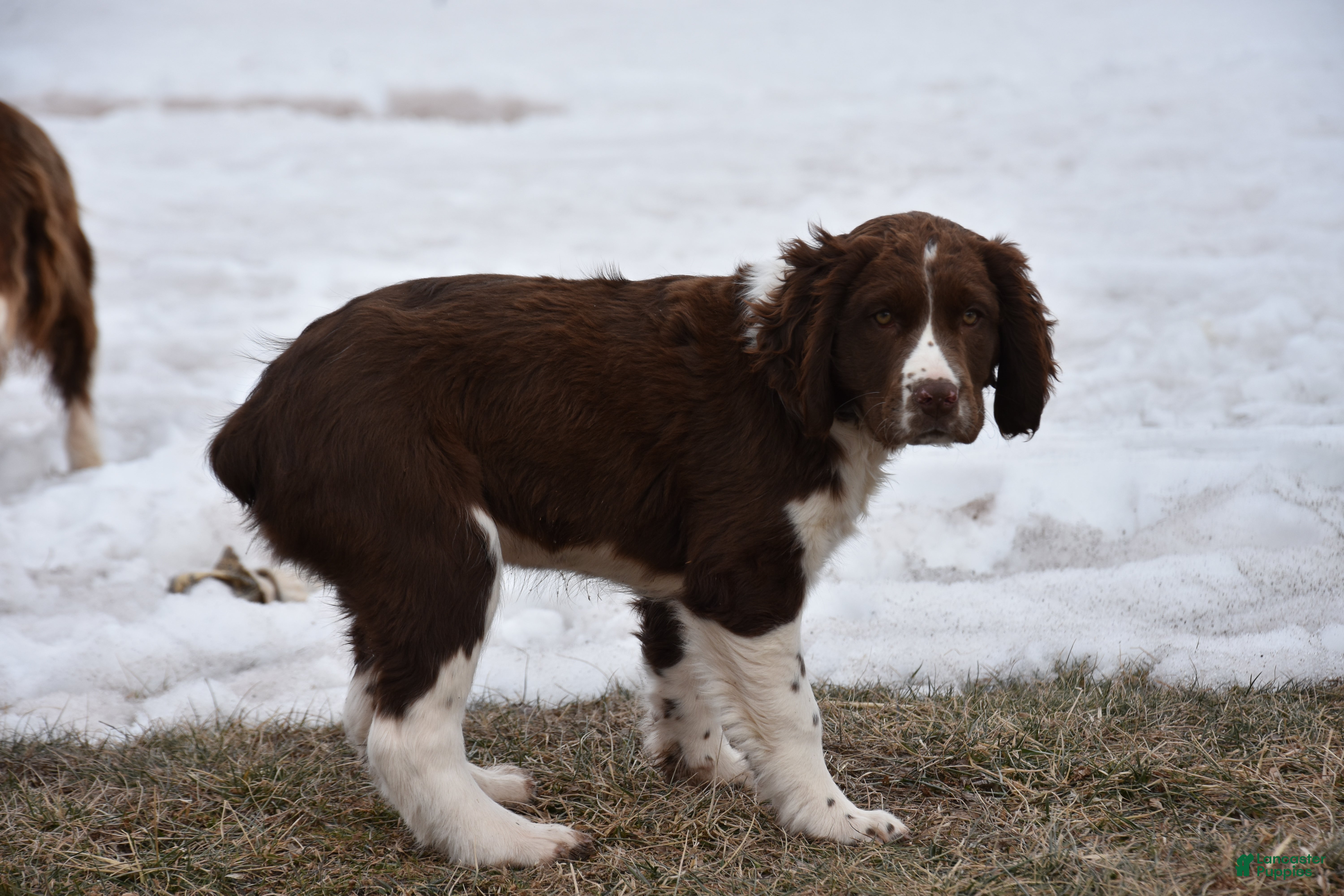 English Springer Spaniel dogs Max - Ad 2