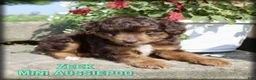 Mini Aussiedoodle dogs for sale: Zeek - Ad 1