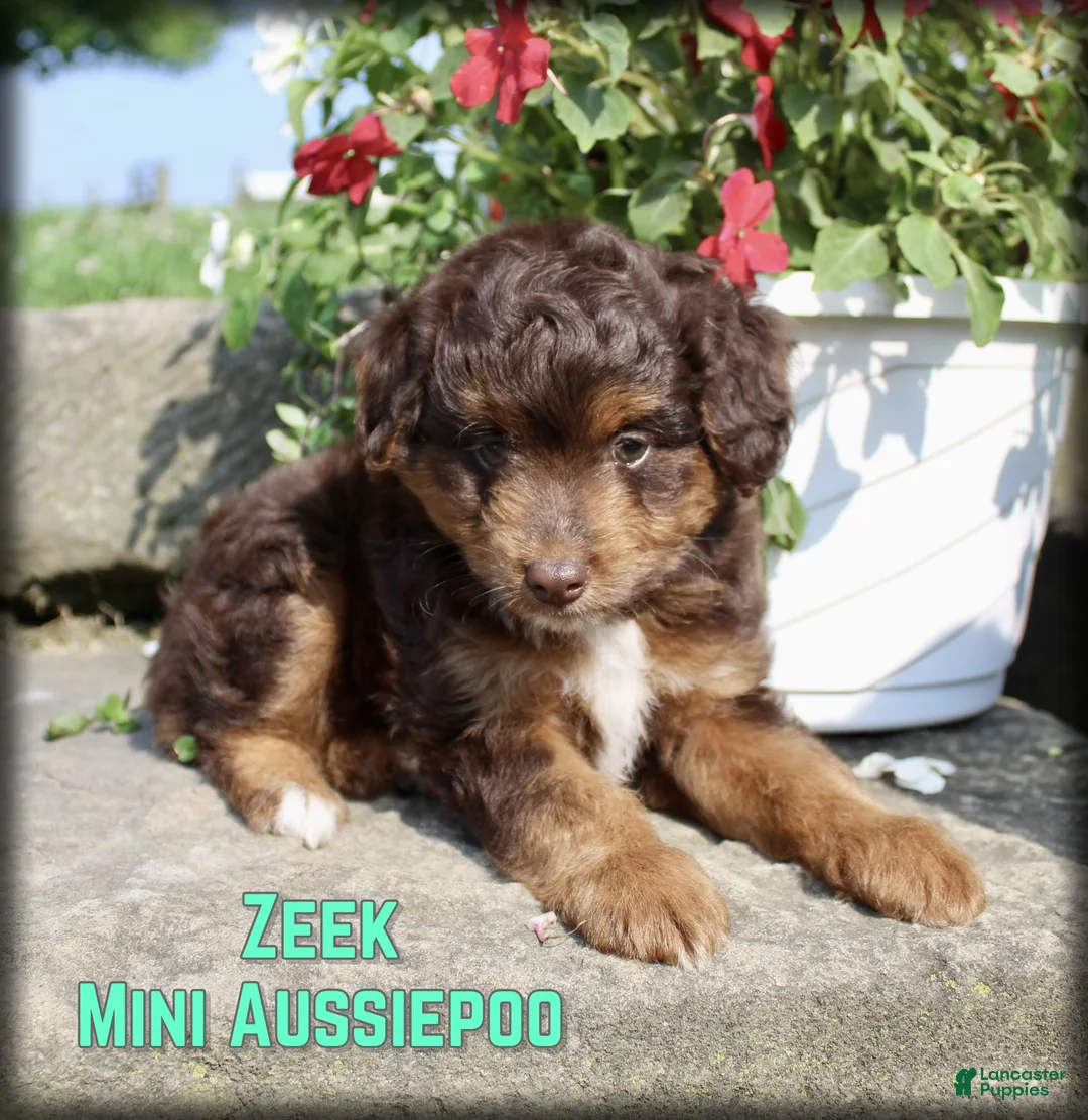 Mini Aussiedoodle dogs for sale: Zeek - Ad 1
