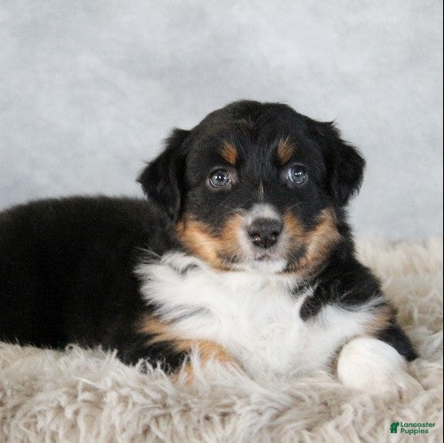 Australian Shepherd dogs Cali - Ad 23