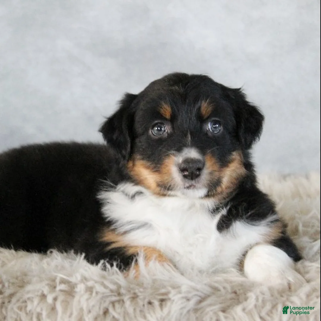 Australian Shepherd dogs for sale: Cali - Ad 1