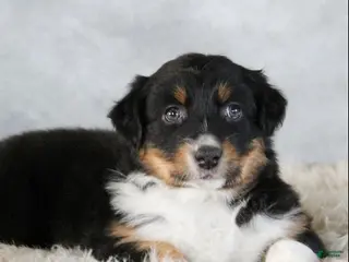 Australian Shepherd dogs Cali - Ad 31