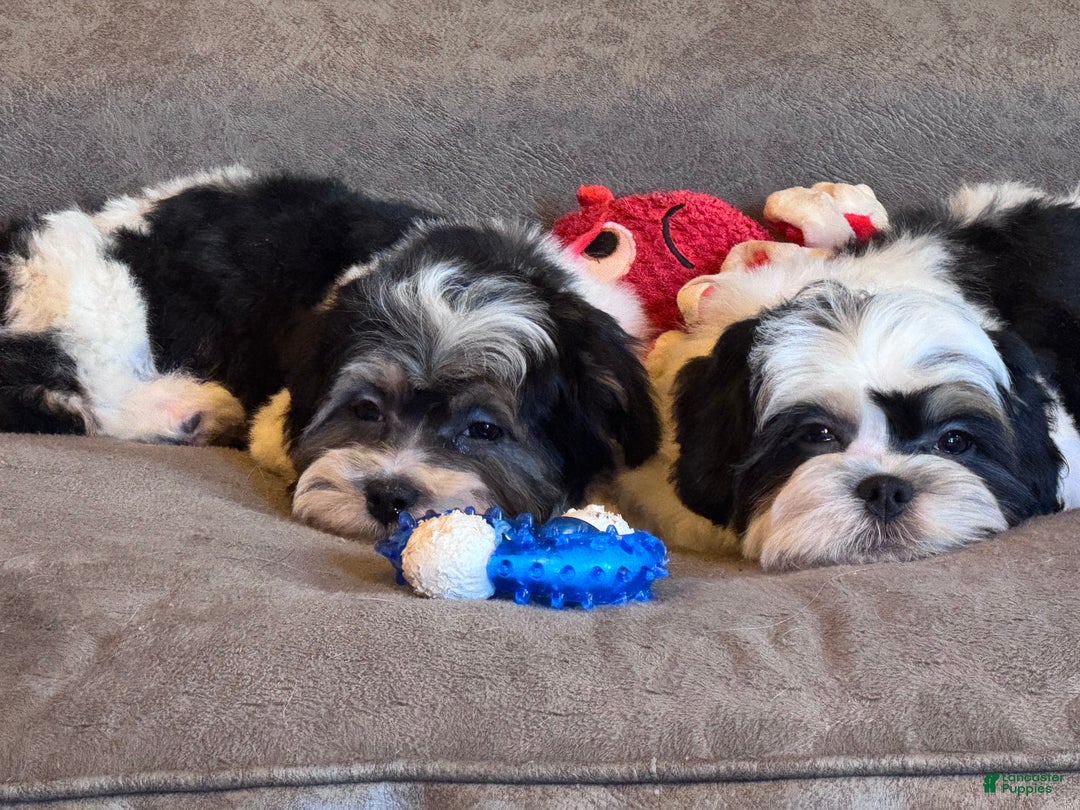 Shihpoo dogs for sale: Mia - Ad 21