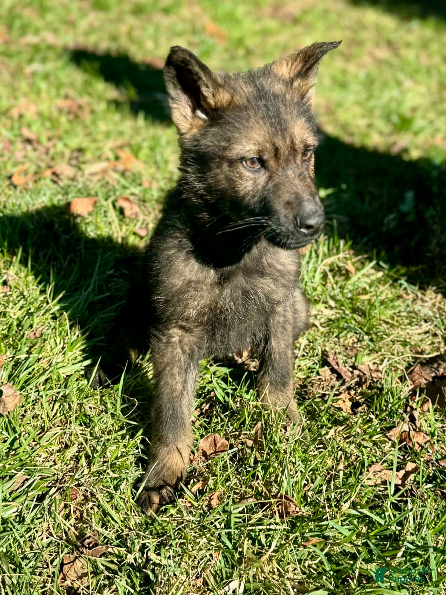 German Shepherd dogs German Shepherd Puppy 1 - Ad 1