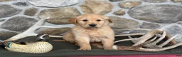 Golden Retriever dogs for sale: Aden - Ad 7
