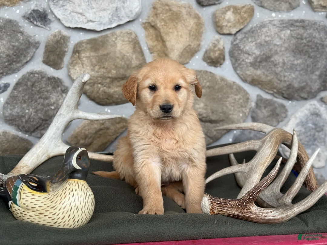 Golden Retriever dogs for sale: Aden - Ad 7