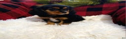 Cavalier King Charles Spaniel dogs for sale: Titan - Ad 2