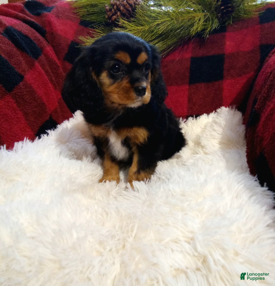 Cavalier King Charles Spaniel dogs for sale: Titan - Ad 2