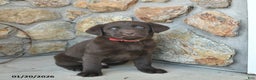 Labrador Retriever dogs for sale: Justin  - Ad 2