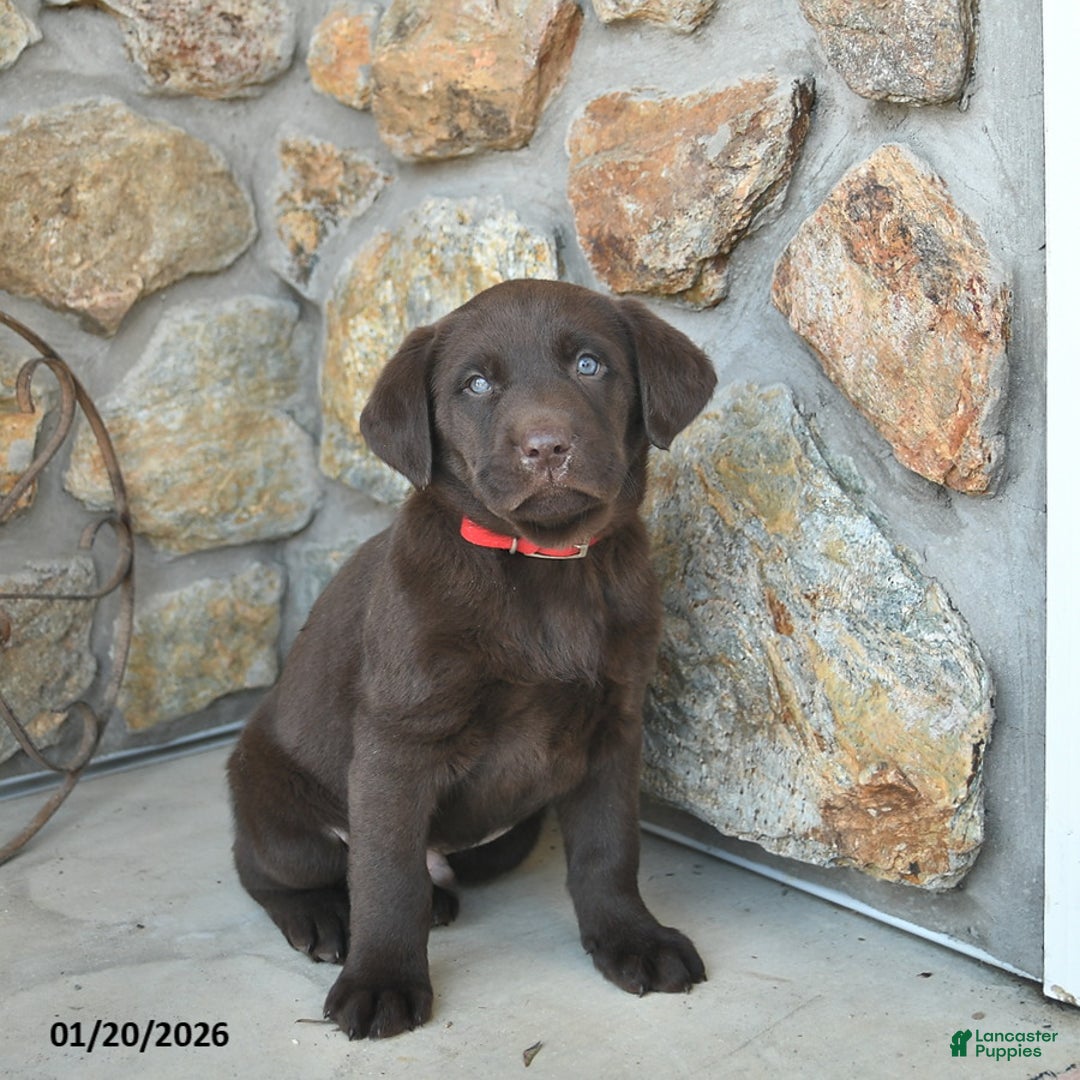 Labrador Retriever dogs for sale: Justin  - Ad 2